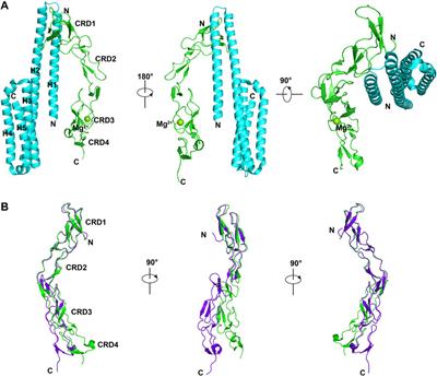 A Structural and Functional Perspective of Death Receptor 6